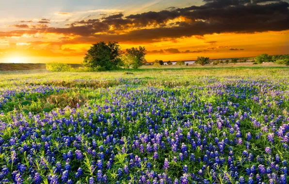 Picture field, summer, the sky, clouds, sunset, flowers, clouds, glade