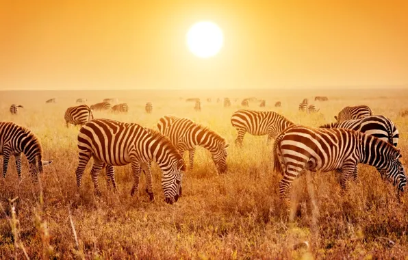 Picture Sunset, Field, Dawn, Zebra, Animals