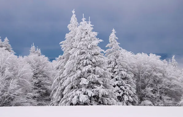 Picture winter, frost, forest, the sky, clouds, snow, trees, nature