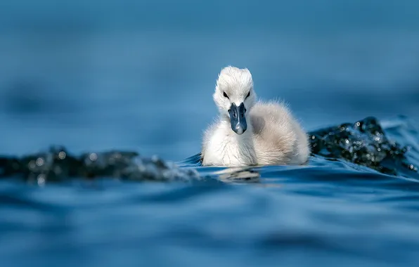 Water, Swan, White, baby, cutie, Alexander Abrosimov