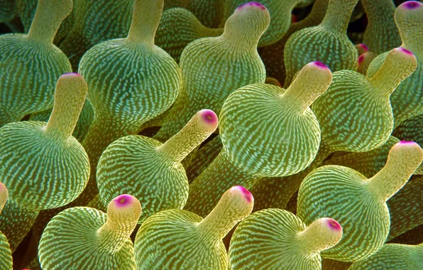 Australia, The Great Barrier Reef, sea anemone bubble