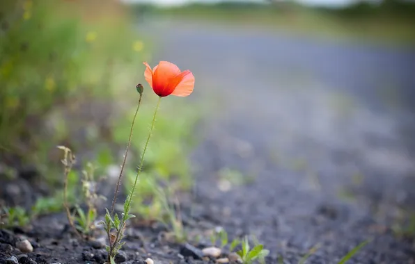 Road, nature, Mac