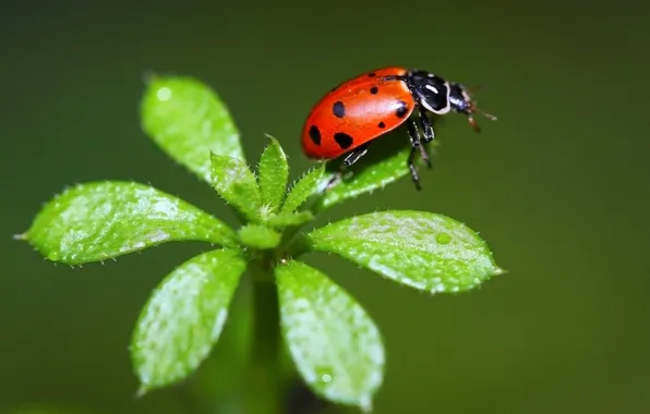 Leaves, nature, plant, ladybug, insect