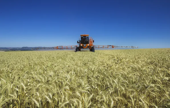 Wheat, agriculture, jacto