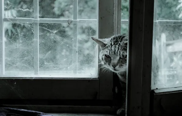 Cat, background, window