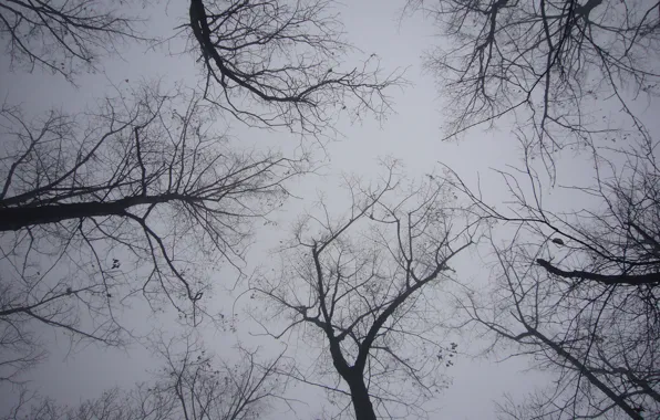 Picture forest, trees, fog