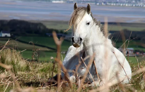 Picture field, horse, horse