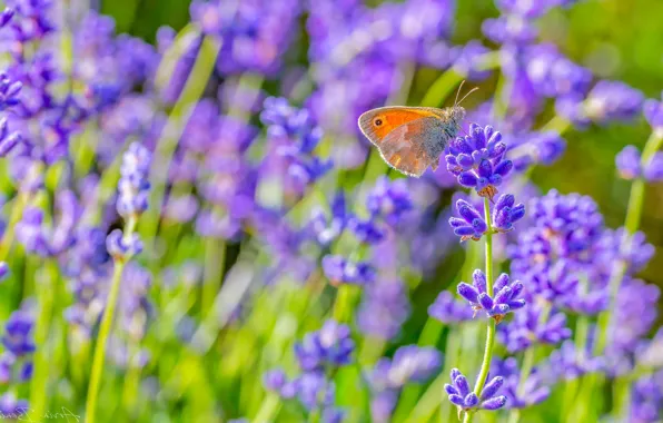 Picture greens, summer, grass, macro, flowers, butterfly, meadow, red