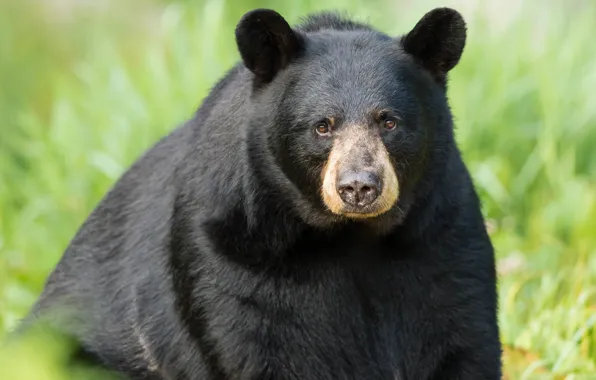 Look, face, black, portrait, bear, baribal