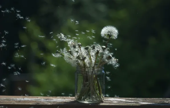Picture background, Bank, dandelions