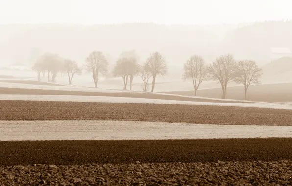 Field, trees, landscape, fog, morning