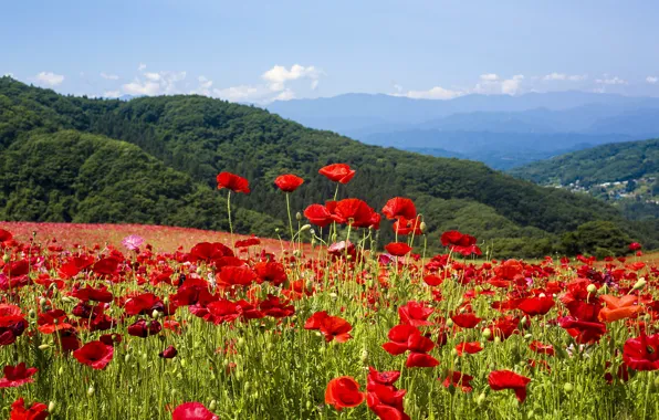 Picture field, nature, Maki, flowering