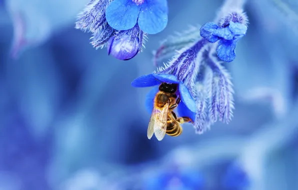 Picture flower, nature, bee, petals, insect