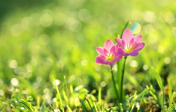 Grass, flowers, nature, petals, pink flowers, bokeh