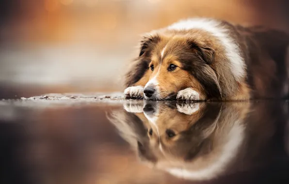 Picture reflection, dog, Sheltie, Shetland Sheepdog