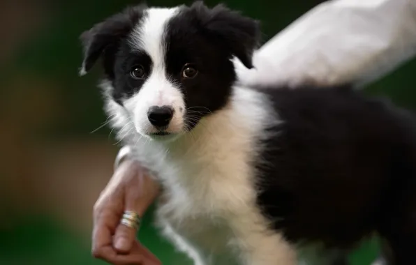 Background, sweetheart, dog