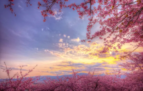 Picture the sky, spring, Sakura, pink, flowering