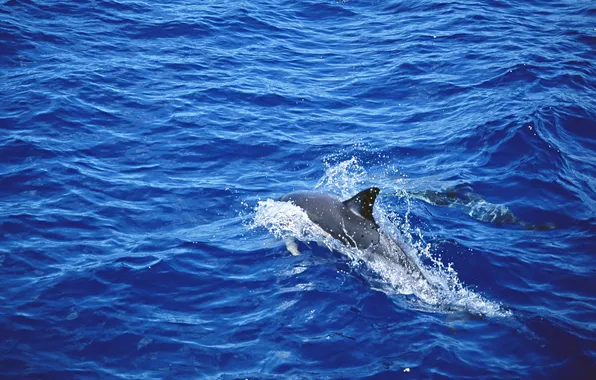 Picture sea, wave, water, Dolphin, bursts