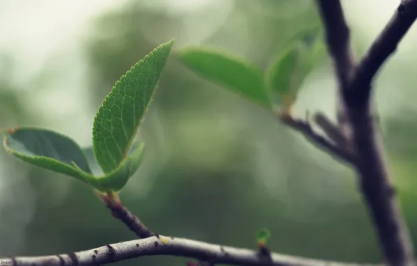 Picture leaves, branches, tree, foliage, leaf, branch, leaf, wood