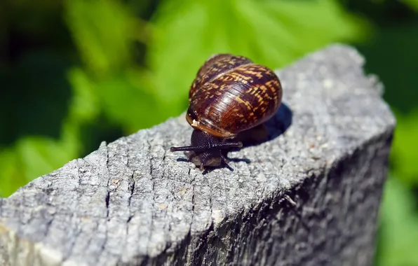 Snail, sink, crawling