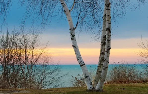 Trees, branches, tree, shore, birch, birch, pond, shrubs