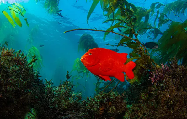 Water, algae, the ocean, fish, Garibaldi