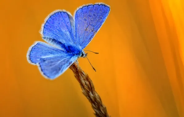 Butterfly, ear, yellow background, blue