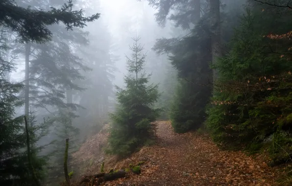 Autumn, forest, fog, foliage, herringbone