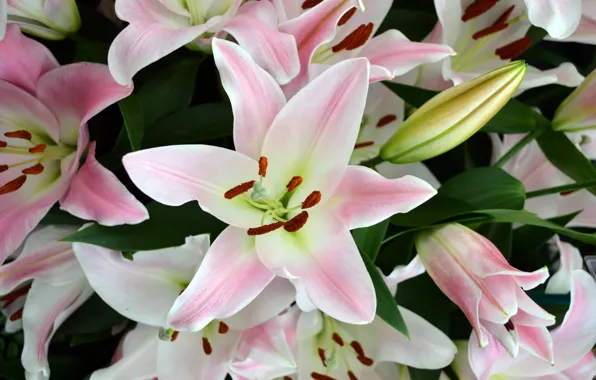 Picture tenderness, Lily, bouquet, pink, buds