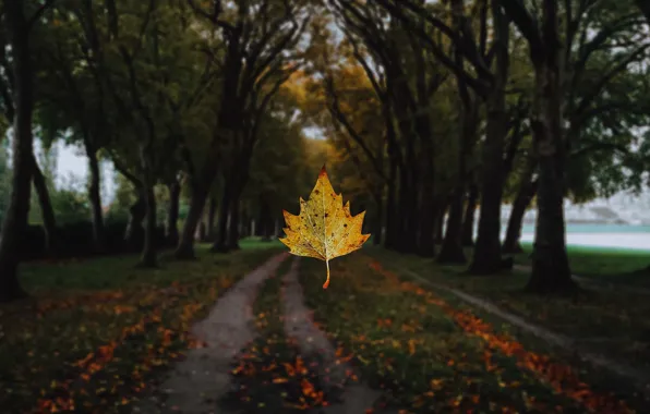 Road, autumn, trees, branches, yellow, nature, Park, the dark background