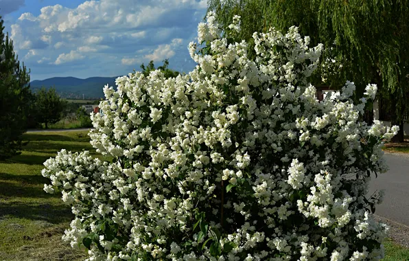 Picture nature, spring, Nature, flowering, spring, flowering