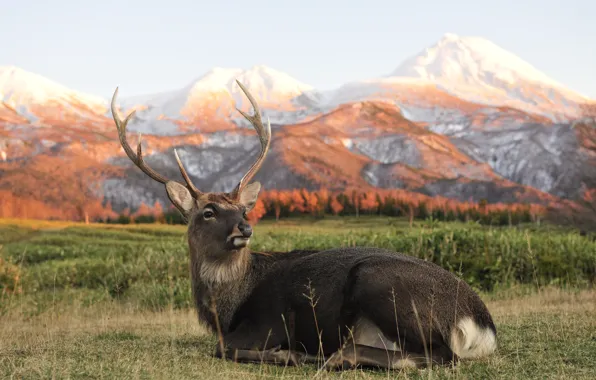 Animals, landscape, mountains, nature, Wallpaper, deer, horns, Mammals