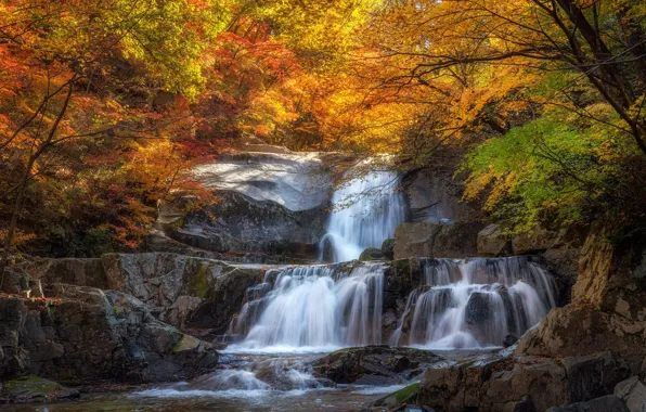 Autumn, forest, trees, branches, stones, rocks, waterfall, stream