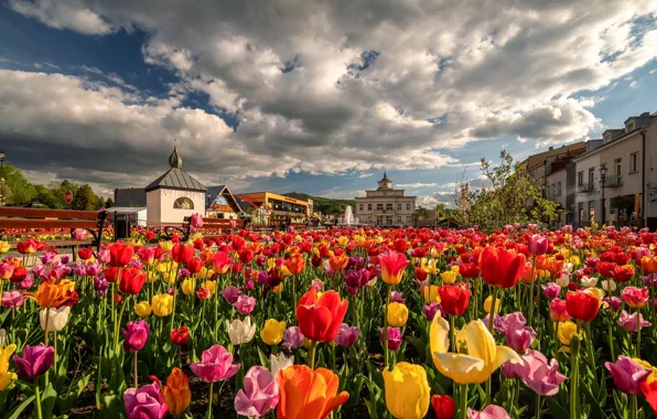 Picture clouds, flowers, the city, building, home, Poland, tulips, Sośnicki Michael