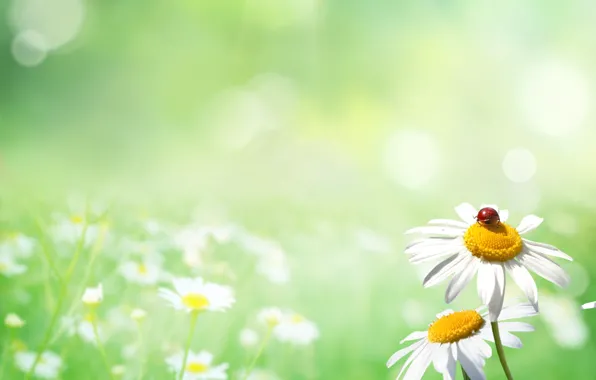 Picture nature, glade, ladybug, chamomile, nature, ladybug, chamomile, Polyana