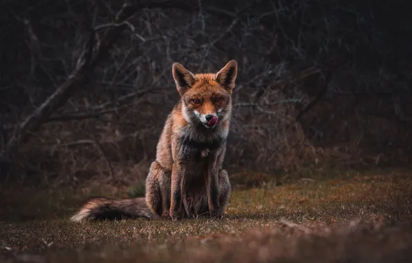 Fox, animal, wildlife, red fox