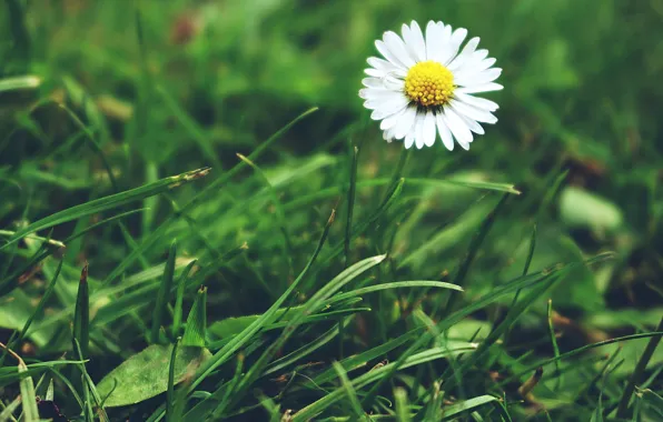 Color, Grass, Flower, Plant, Plants, Flower, Flowers, Color