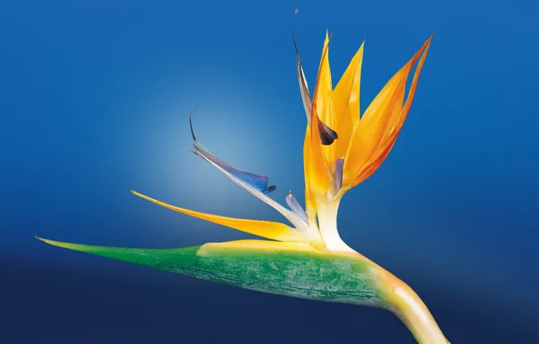 Flower, petals, exotic