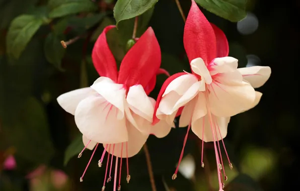 Leaves, macro, flowers, the dark background, white, Duo, bokeh, fuchsia