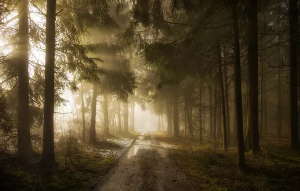 Picture road, forest, fog, morning