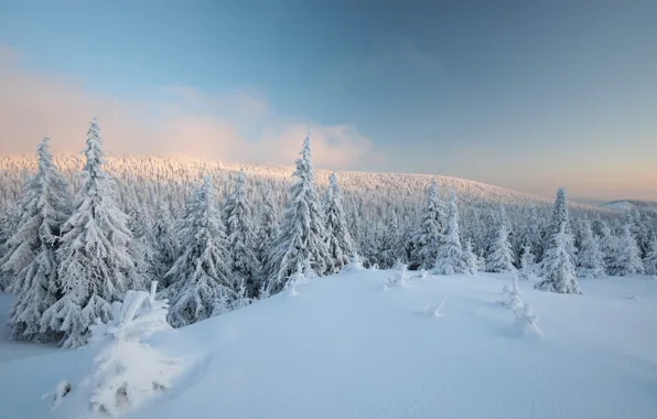 Winter, field, forest, the sky, clouds, light, snow, hills