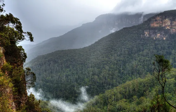 Clouds, trees, mountains, fog, rocks, Australia, Sydney, forest