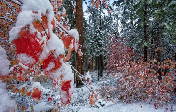 Picture forest, nature, Autumn Snow