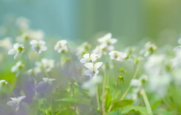 Greens, macro, flowers, nature, ease, plant, spring, blur