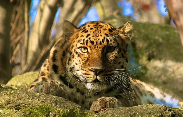 Picture look, face, stay, predator, leopard, amur leopard