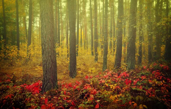 Autumn, forest, nature