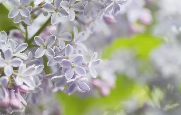 Picture macro, tenderness, spring, lilac