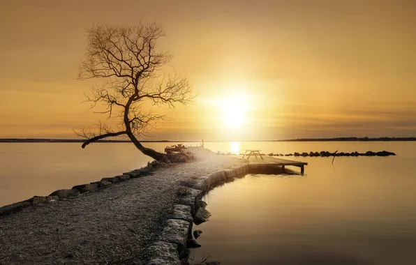 Sea, stones, tree, Sunset, spring
