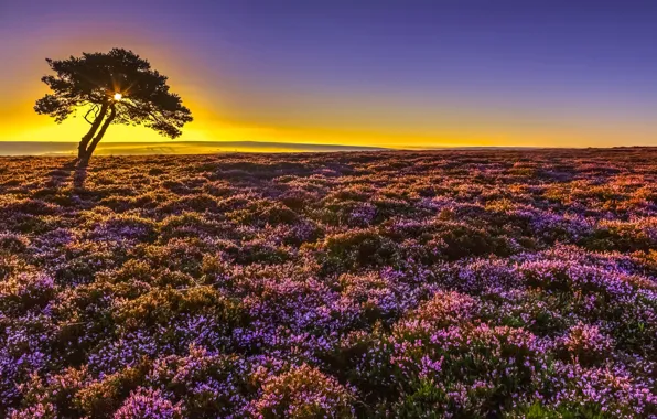Picture sunrise, tree, dawn, England, morning, England, North Yorkshire, Heather