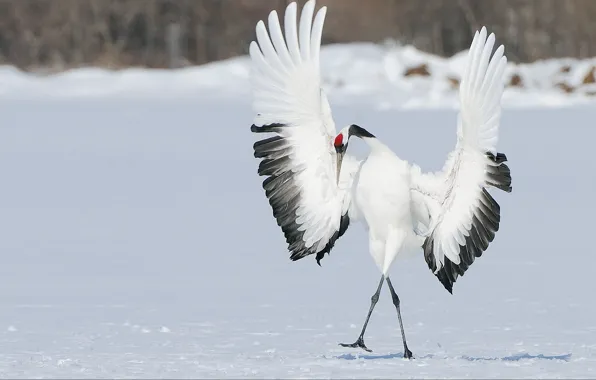 Picture winter, snow, bird, wings, dance, Japanese crane